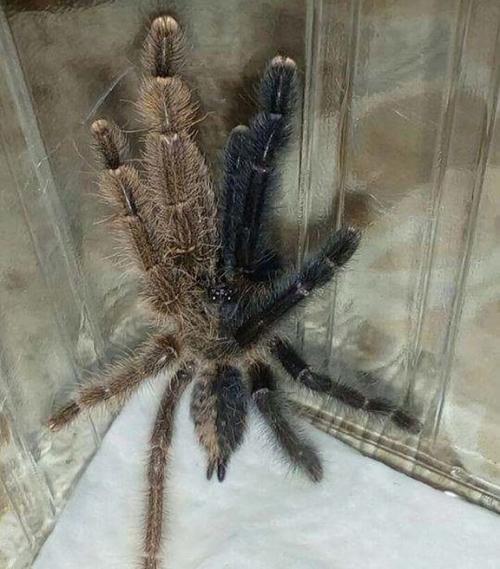 Двуликий (и двуполый) паук из Таиланда.

