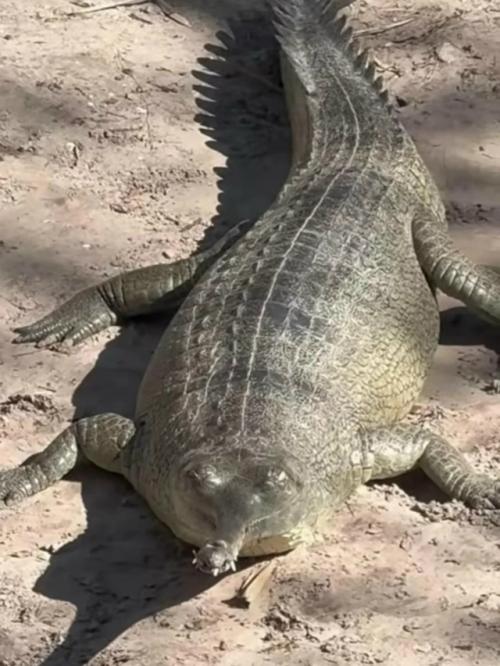 Это гавиал, близкий родственник крокодила, живёт в Индии и Непале.  