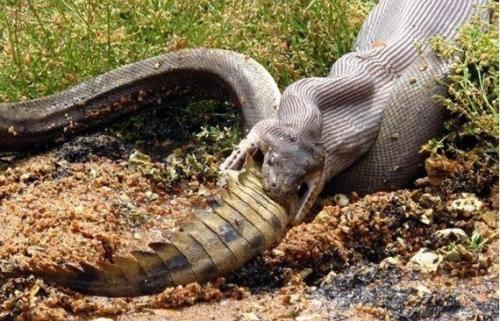 Смертельная схватка хищников: питон против крокодила. 05