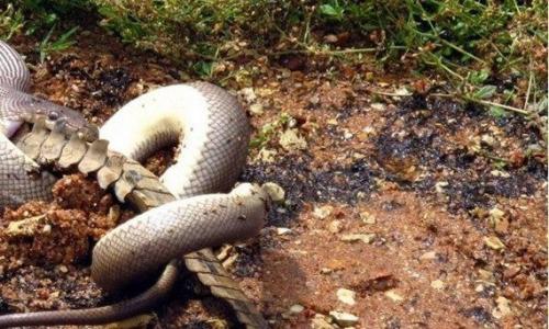 Смертельная схватка хищников: питон против крокодила. 06