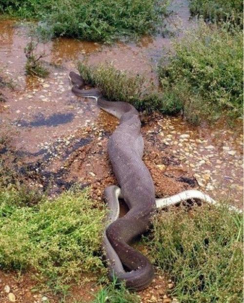Смертельная схватка хищников: питон против крокодила. 08
