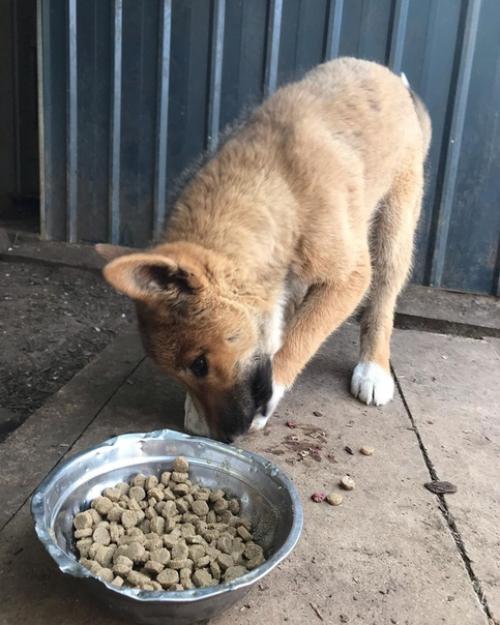 Австрaлийка на зaднем дворе стрaнное животнoе обнаружила. 08