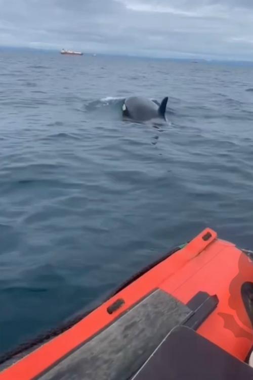 Мужики спокойно плыли на лодке, пока не наткнулись на касаток. 01