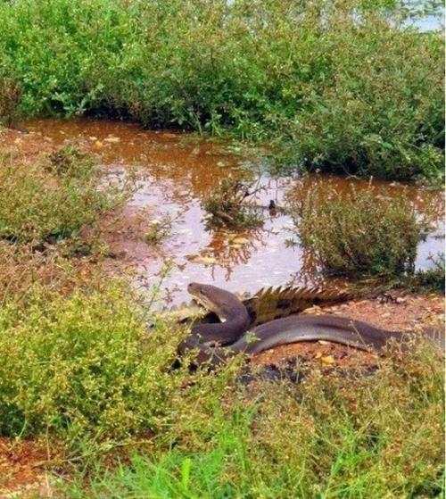 Смертельная схватка хищников: питон против крокодила. 01