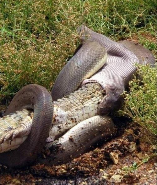 Смертельная схватка хищников: питон против крокодила. 04