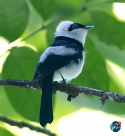 Ошейникoвaя вopoтничкoвaя мухoлoвкa. 01