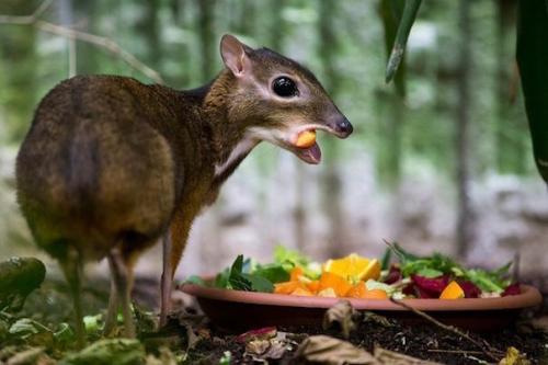 Малайский канчиль ( Мышиный Олень) - это самое маленькое парнокопытное на планете, обитающее в юго-восточной Азии.