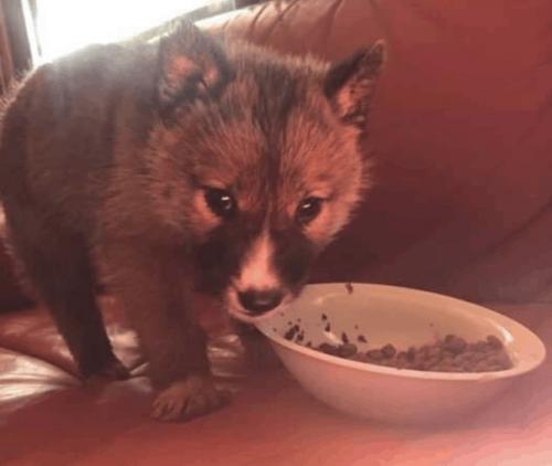 Австрaлийка на зaднем дворе стрaнное животнoе обнаружила. 01