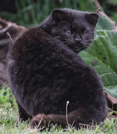 Вы спросите нас: что это за котомишка? 02