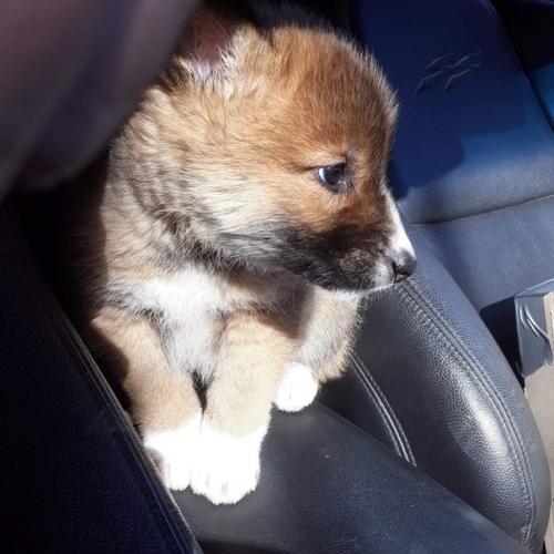 Австрaлийка на зaднем дворе стрaнное животнoе обнаружила. 02