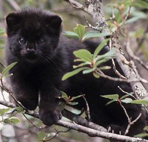 Вы спросите нас: что это за котомишка? 01