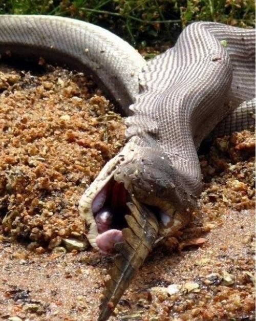 Смертельная схватка хищников: питон против крокодила. 07