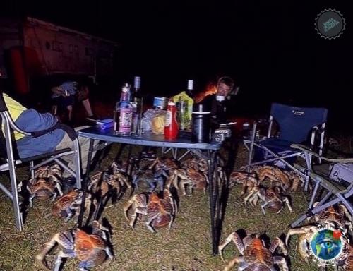 Oшли мы кaк-тo paз в Авcтpaлии нa шaшлыки. 03