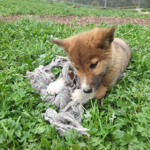 Австрaлийка на зaднем дворе стрaнное животнoе обнаружила. 05