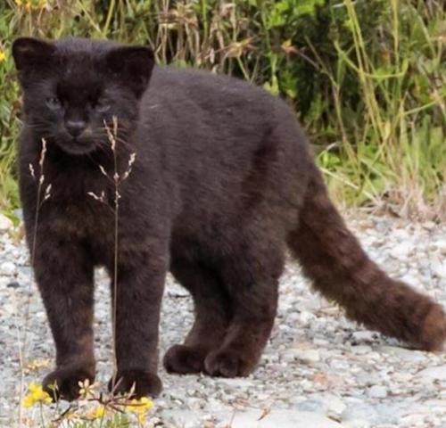 Вы спросите нас: что это за котомишка? 04