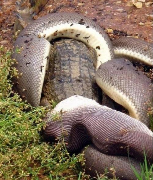 Смертельная схватка хищников: питон против крокодила. 03