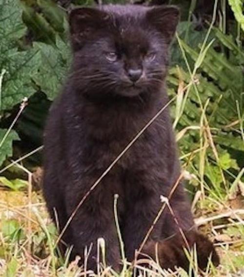 Вы спросите нас: что это за котомишка? 03