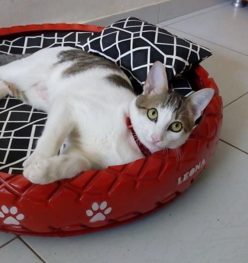 Амарильдо Сильва (Amarildo Silva) - бразильский мастер на все руки, который решил проблему мусора на улицах уникальным способом. 04