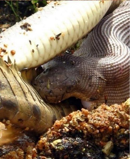 Смертельная схватка хищников: питон против крокодила. 02