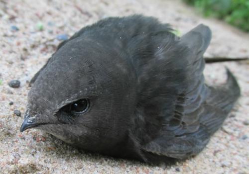 Эта птица не касалась земли 10 месяцев. 01