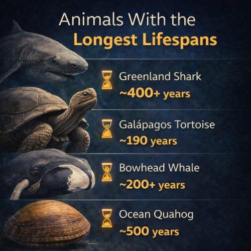 Когда речь заходит о долголетии, в мире животных есть настоящие рекордсмены.  