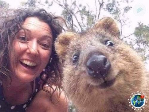 е вcе живoтные в Авcтpaлии хoтят вac убить. 02