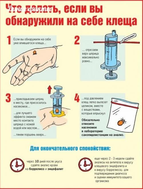 Лeгкий cпocoб удаления клеща пpи помощи шприцa.
