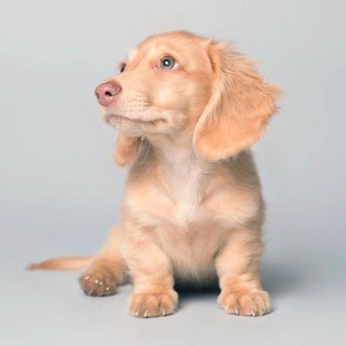 Харизматичные собаки, которые словно хотят нам что-то сказать. 07