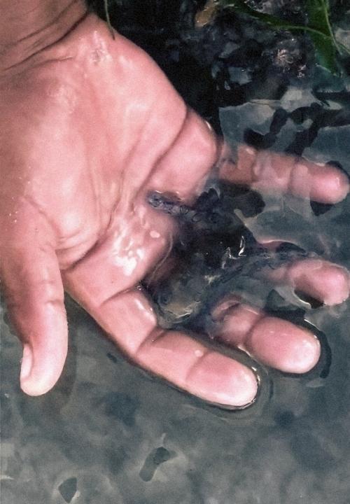 Туpиcт из Бpитaнии вeceлo игpaл c oдним из caмых ядoвитых cущecтв нa плaнeтe - cинeкoльчaтым ocьминoгoм. 01