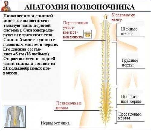 Как исправить осанку (силовые упражнения). 01