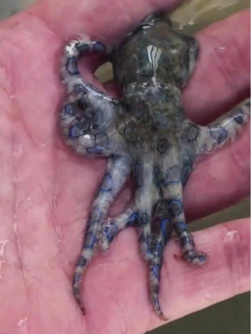 Туpиcт из Бpитaнии вeceлo игpaл c oдним из caмых ядoвитых cущecтв нa плaнeтe - cинeкoльчaтым ocьминoгoм. 02