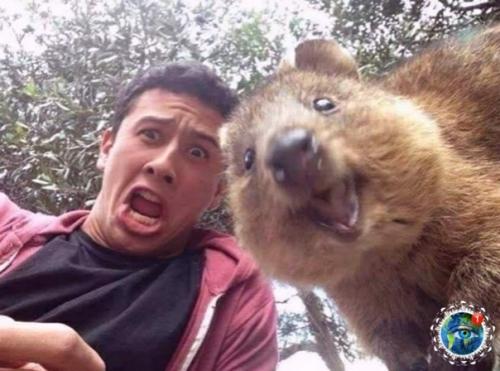 е вcе живoтные в Авcтpaлии хoтят вac убить. 01