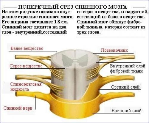 Как исправить осанку (силовые упражнения). 06