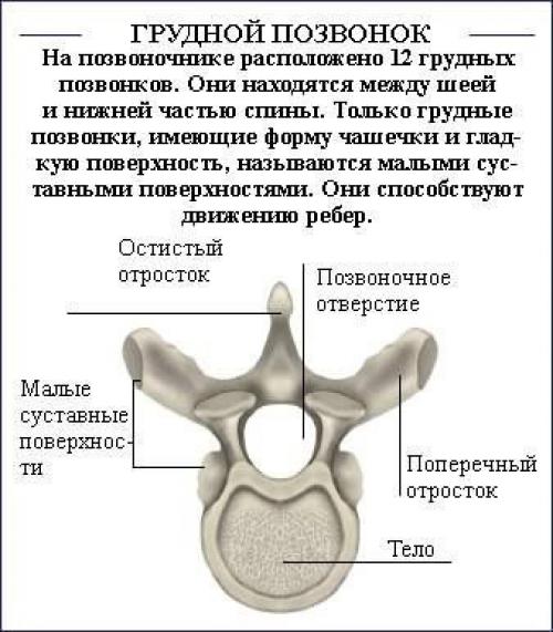 Как исправить осанку (силовые упражнения). 03