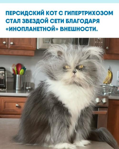 Редкое заболевание делает шерсть ачума чересчур густой - из-за этого он напоминает персонажа чубакку.  