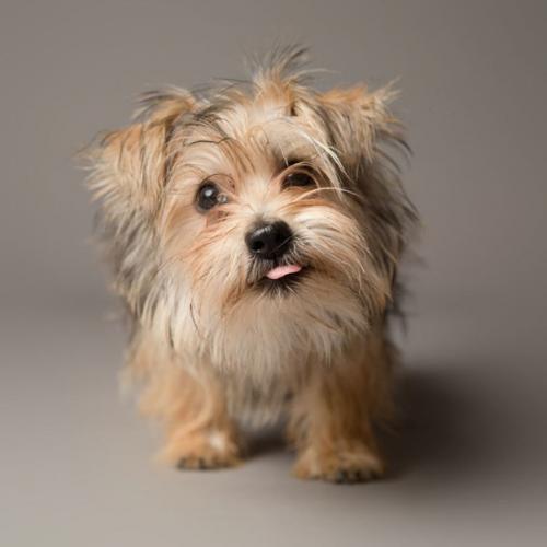 Харизматичные собаки, которые словно хотят нам что-то сказать. 08