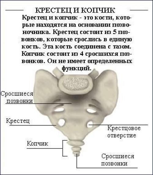 Как исправить осанку (силовые упражнения). 02