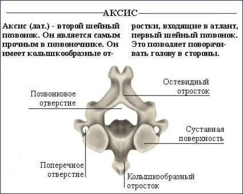 Как исправить осанку (силовые упражнения). 04