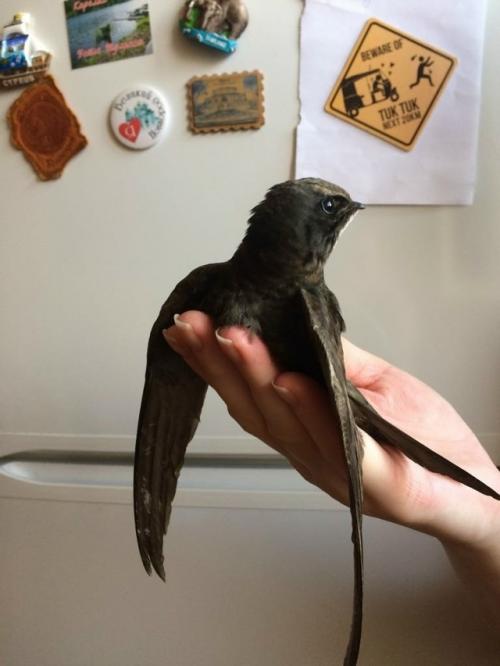 Эта птица не касалась земли 10 месяцев.  