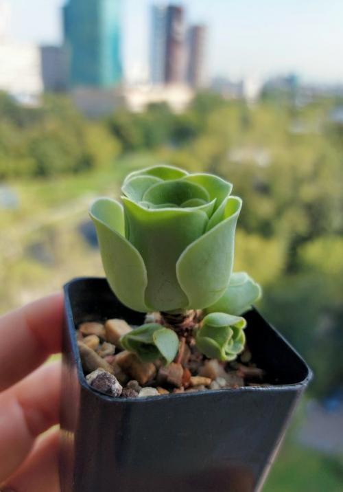 Суккулент - идеальная роза.

