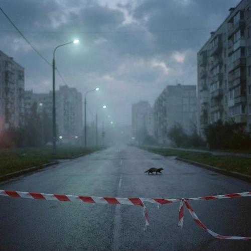 Две женщины принесли домой хорька, найденного в лесу под Реутовом. 01