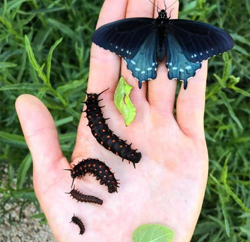 Парень из сан-франциско редких бабочек у себя во дворе выводит. 02