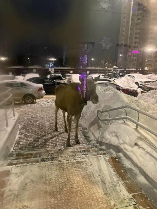 В подмосковной Балашихе очевидцы засняли лося, который подошёл к автобусу и, судя по всему, пытался Уехать по Своим Делам. 01