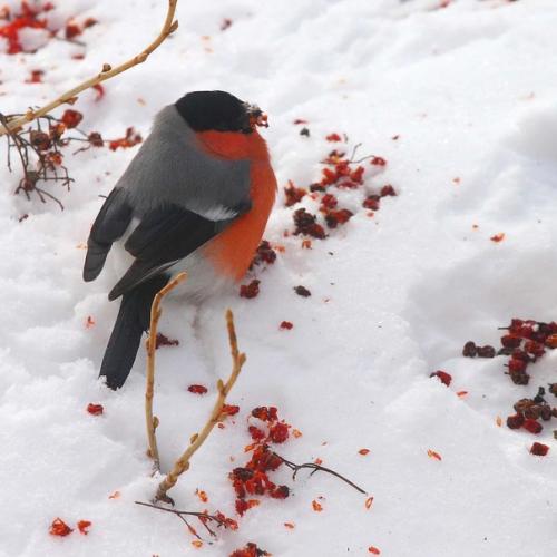 Снегирь: они не прилетают к нам зимовать! 01