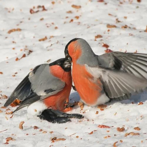 Снегирь: они не прилетают к нам зимовать! 02