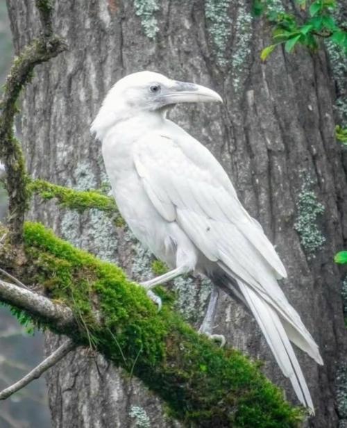 Обычно белых воронов жестоко изгоняют: их бьют, вырывают перья и нередко доводят до гибели. 02