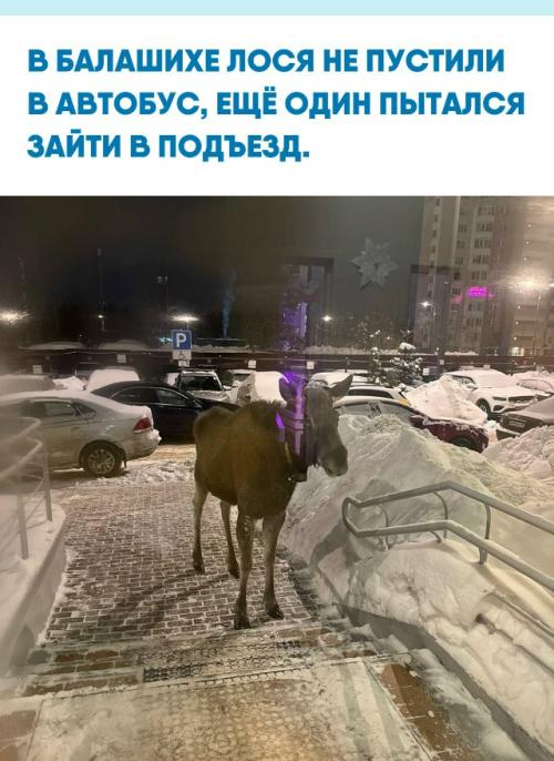 В подмосковной Балашихе очевидцы засняли лося, который подошёл к автобусу и, судя по всему, пытался 