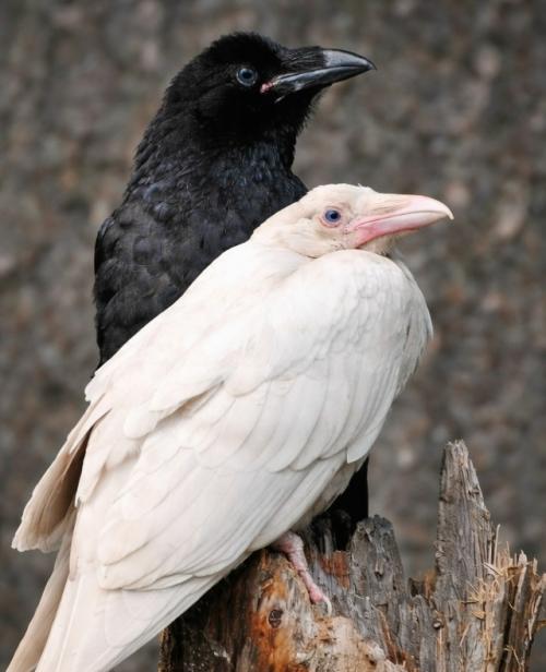 Обычно белых воронов жестоко изгоняют: их бьют, вырывают перья и нередко доводят до гибели. 01