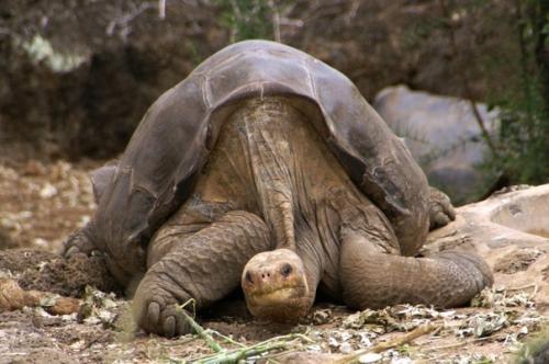 История одной жизни.