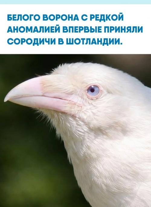 Обычно белых воронов жестоко изгоняют: их бьют, вырывают перья и нередко доводят до гибели.  